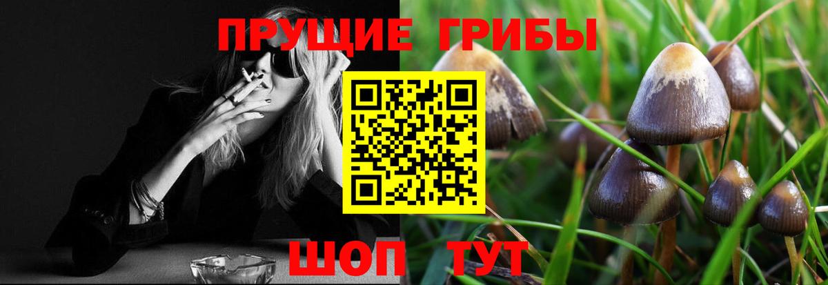 Галлюциногенные грибы Psilocybine cubensis Полысаево